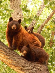 mama bear with babies